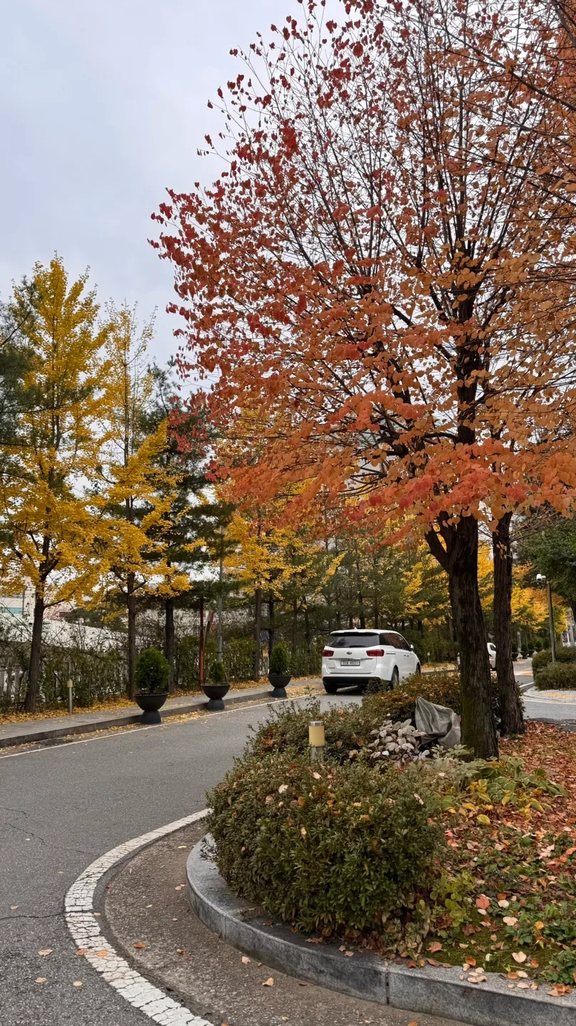 단풍 팔아오