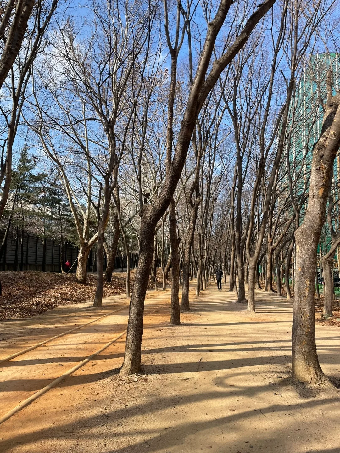 나아무나무