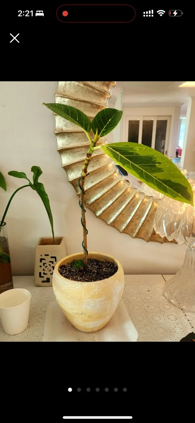 무늬 벤자민 고무나무