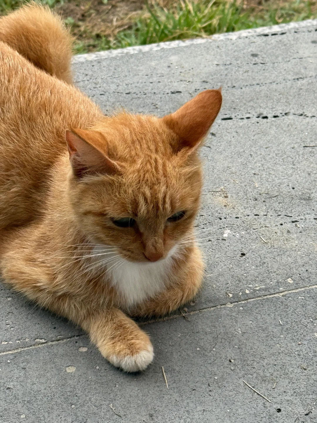 고양이 사료