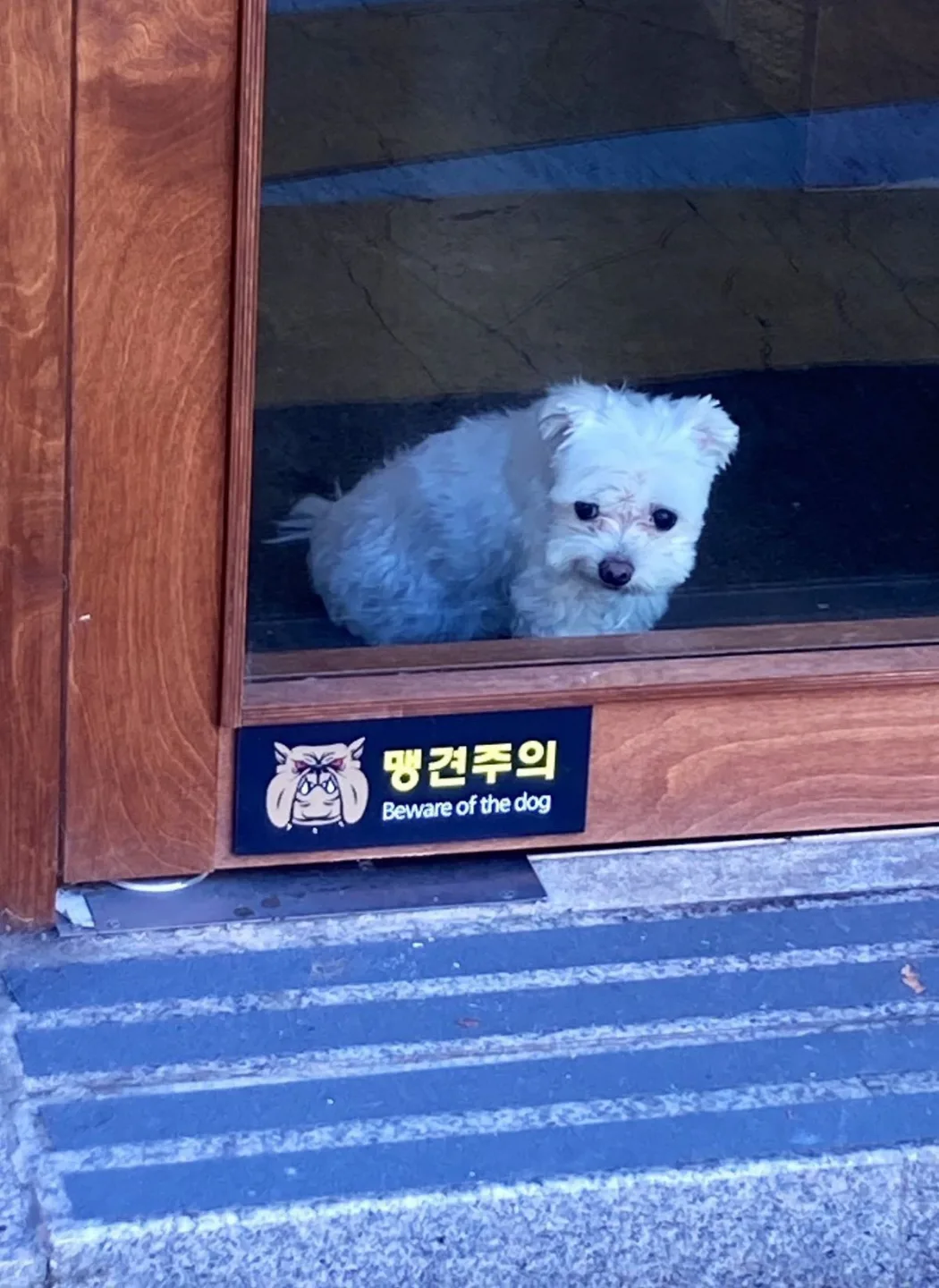 강아지