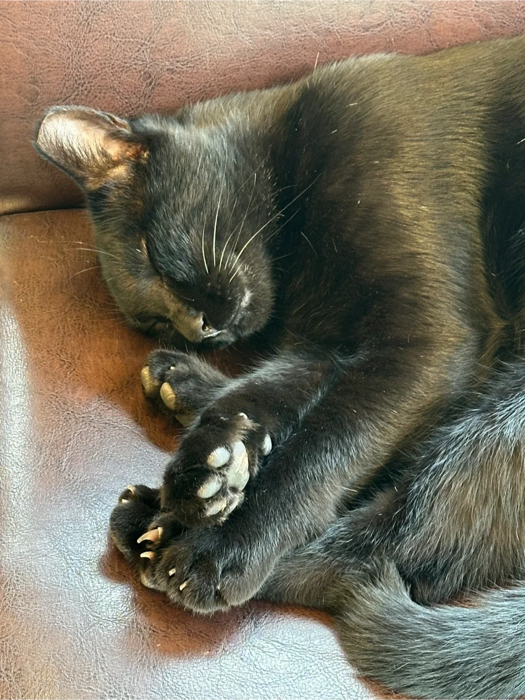고양이 인형