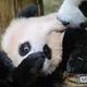 데미테스트