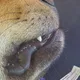 이이더
